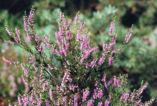 Brugo Calluna Vulgaris